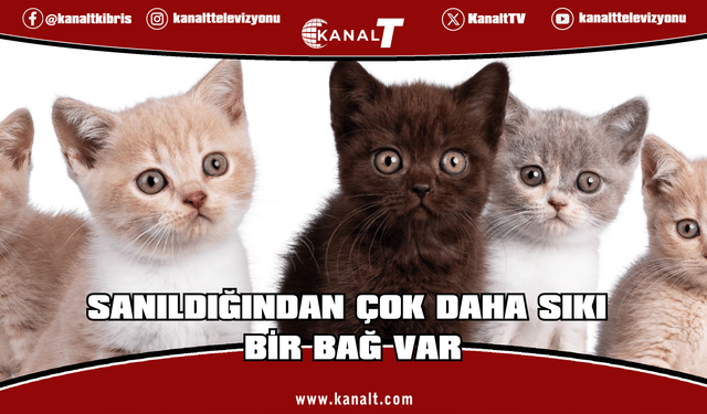 Kediler sandığımızdan çok daha sonra yoldaşımız oldu