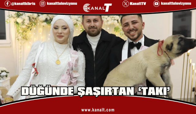 Denizli’de düğünde gelin ve damada takı yerine çoban köpeği hediye edildi