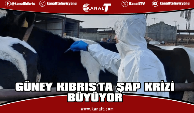 Güney Kıbrıs'ta şap krizi büyüyor: Hayvancılar itlaf edilmesin diye hayvanlarını kaçırmaya başladı