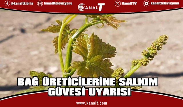 Bağ üreticilerine erken uyarı: Salkım güvesine dikkat