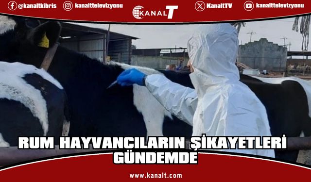 Rum hayvancılar: Şap, Rum Veteriner Dairesi çalışanları aracılığıyla yayıldı iddiası