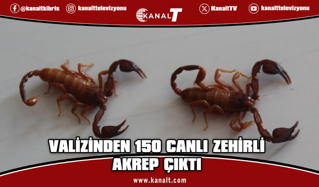 Valizinde 150 adet zehirli akrep taşıyan şüpheli havalimanında gözaltına alındı