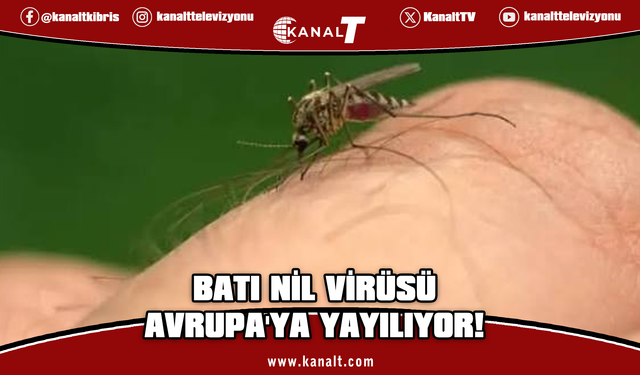Avrupa'da Batı Nil virüsü: Yunanistan’da son haftalarda vakalarda artış görüldü