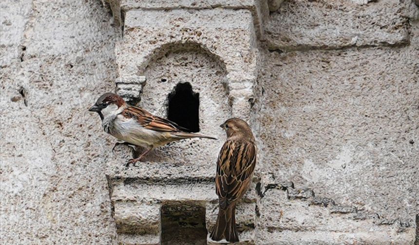 Osmanlı kuş sarayları 5 asırdır güzelliğini koruyor