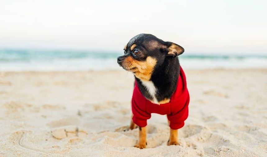 Güney’de 4 plajda köpeklerin yüzmesine izin veriliyor