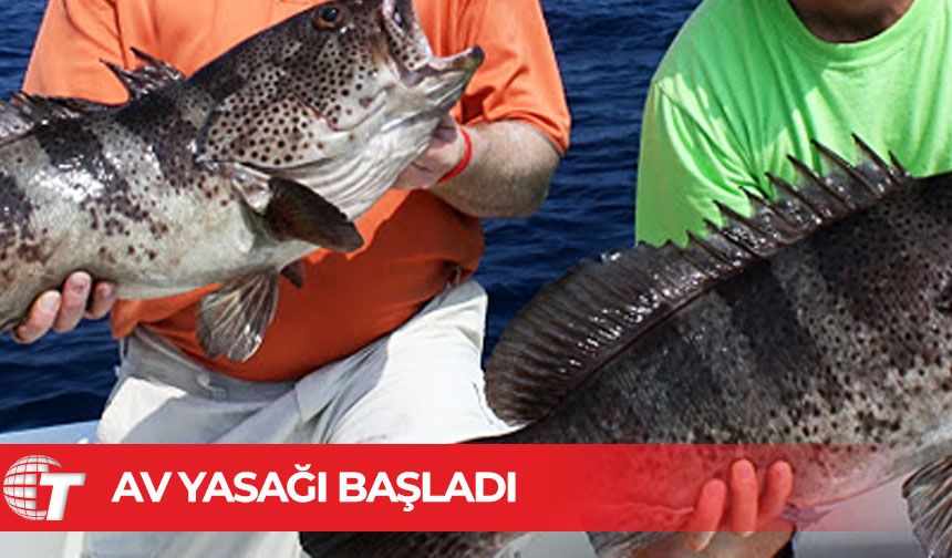 Orfoz ve lahoz türleri için av yasağı başladı