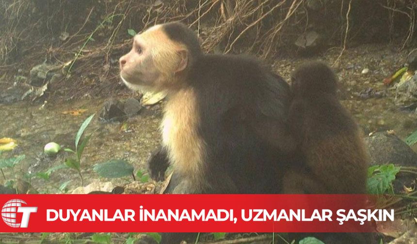 Canı sıkılan kapuçin maymunları başka türlerin yavrularını kaçırmaya başladı