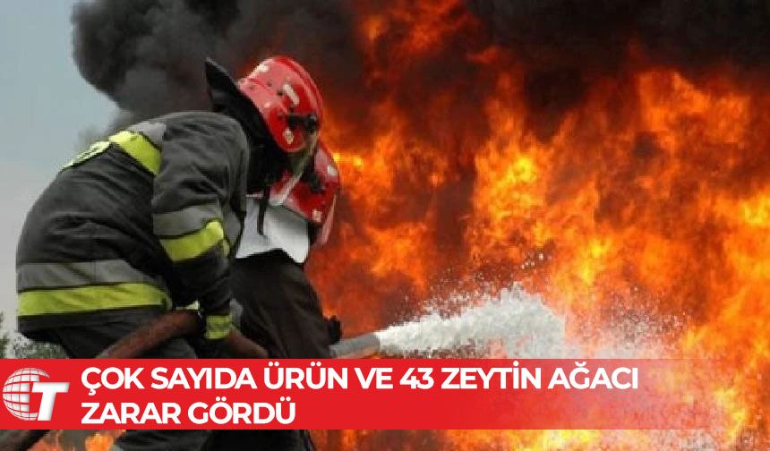 Mutluyaka'da Cazımoğlu Zeytinliği'nde yangın