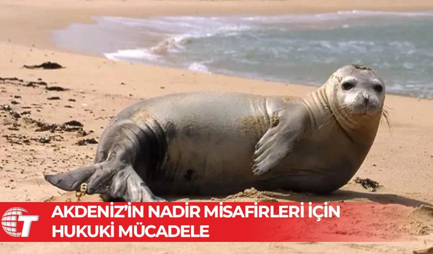 Güney Kıbrıs’ta, sadece 20 tane kalan Akdeniz keşiş fokunun yaşam alanına dinamit!