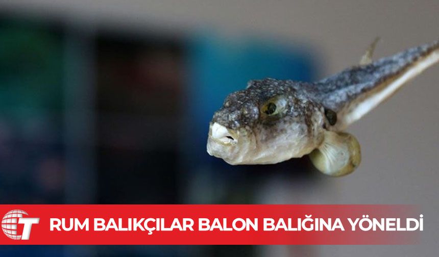 Rum balıkçılar ödenek için sadece balon balığı avı yapıyor