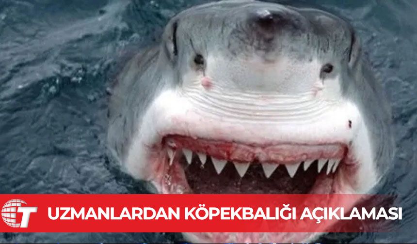 Köpek balıkları Akdeniz kıyılarına neden yaklaşıyor?