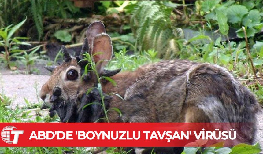 ABD'de "boynuzlu tavşan" virüsü