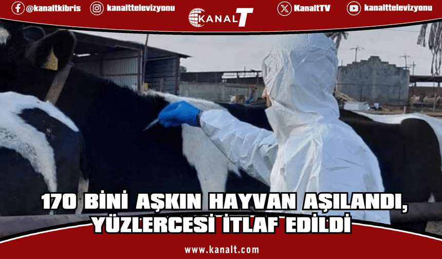 Güney Kıbrıs'ta şapla ilgili gelişmeler: 170 bini aşkın hayvan aşılandı, yüzlercesi itlaf edildi