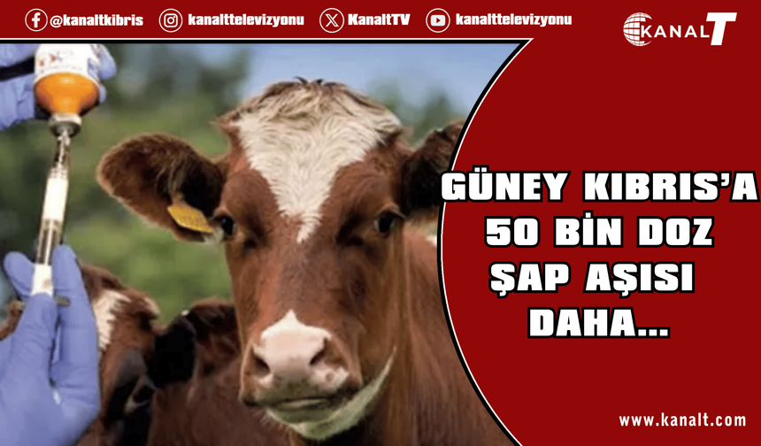 Güney Kıbrıs’a 50 bin doz şap aşısı daha… Toplamda 60 bin doz teslim edildi