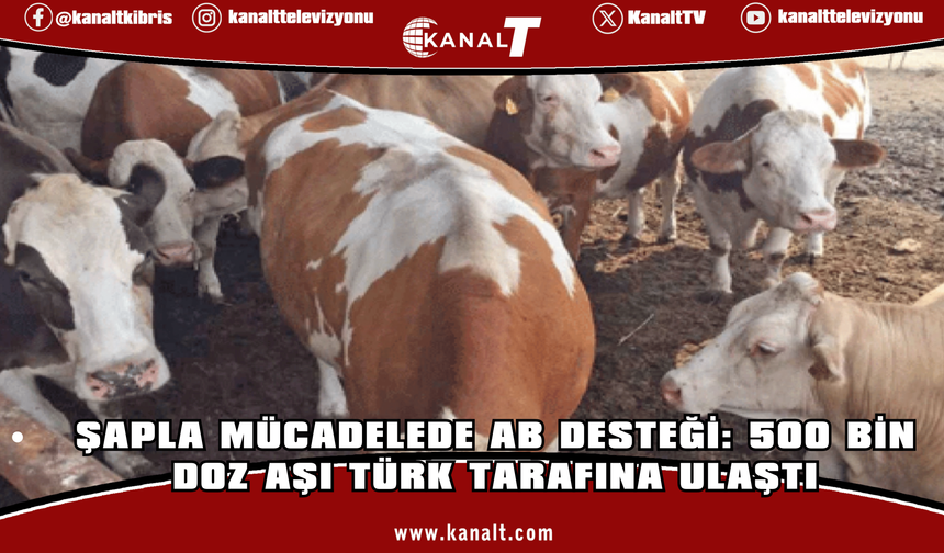 Fileleftheros: Avrupa Komisyonu’nun gönderdiği 500 bin doz şap aşısı Kuzey Kıbrıs'a vardı