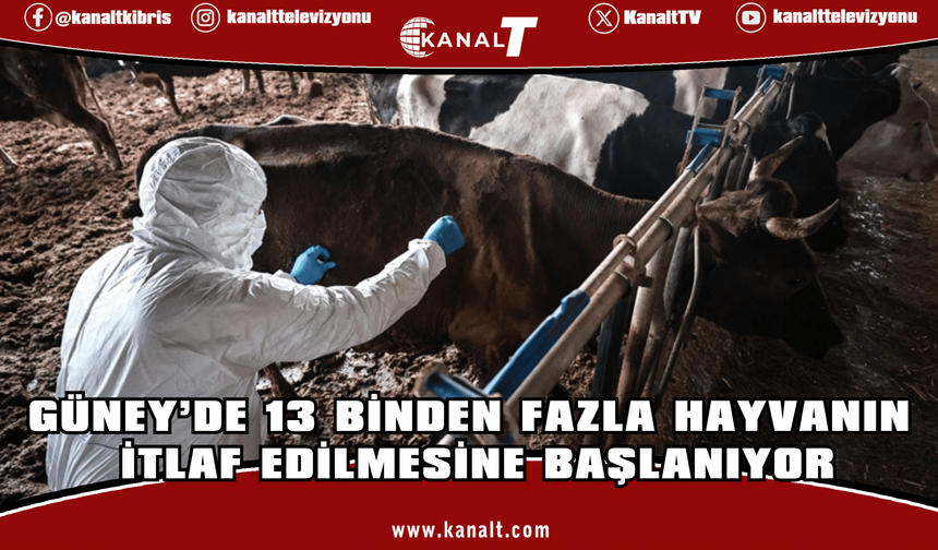 13 binden fazla hayvanın itlaf edilmesine başlanıyor