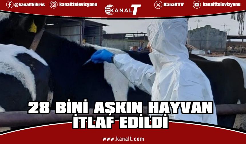 Güney Kıbrıs'ta şap 49 çiftliğe yayıldı