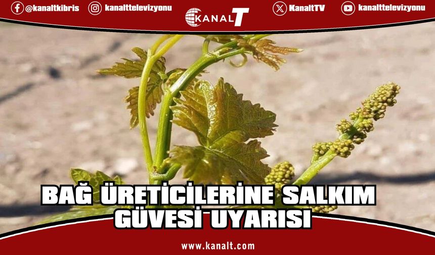 Bağ üreticilerine erken uyarı: Salkım güvesine dikkat