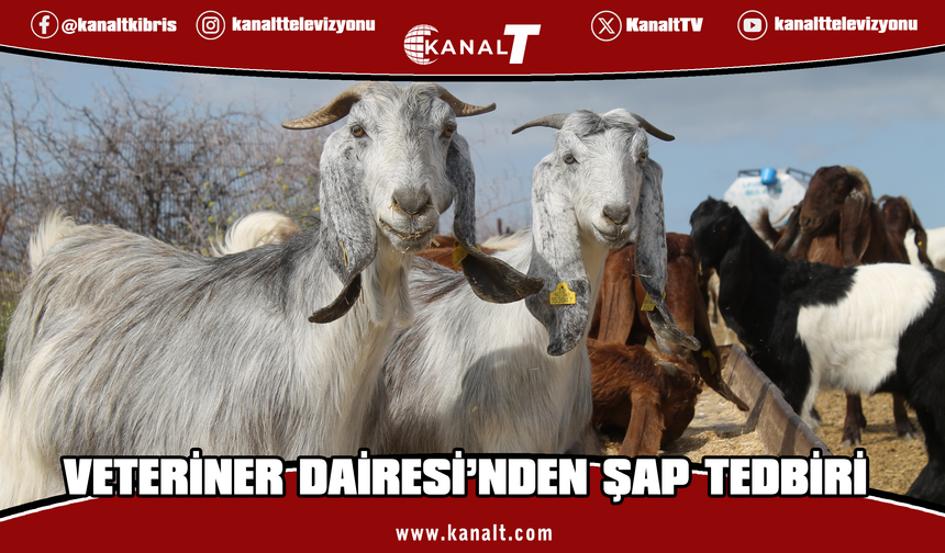 Veteriner Dairesi’nden şap tedbiri: Hayvan hareketleri için resmi izin alınacak