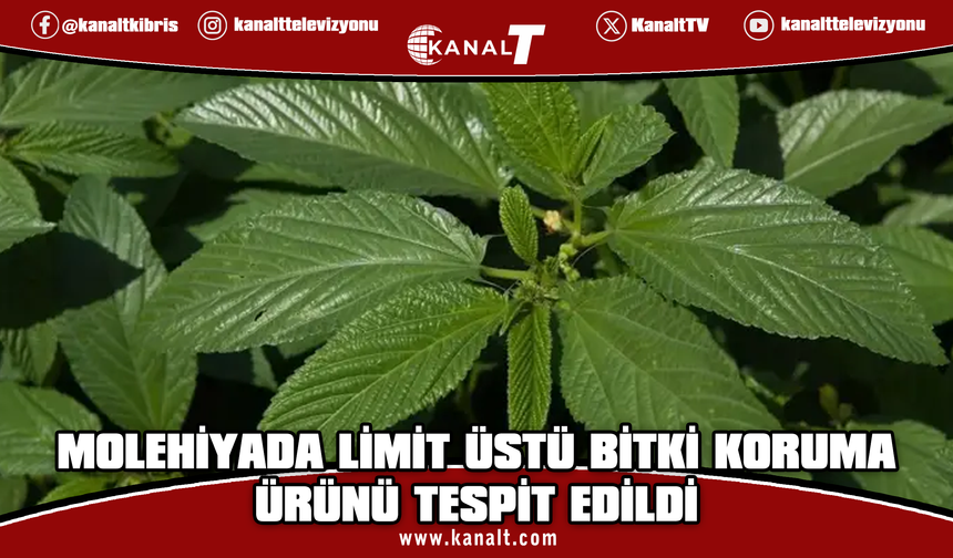 Gıda denetimleri: Molehiyada limit üstü bitki koruma ürünü tespit edildi