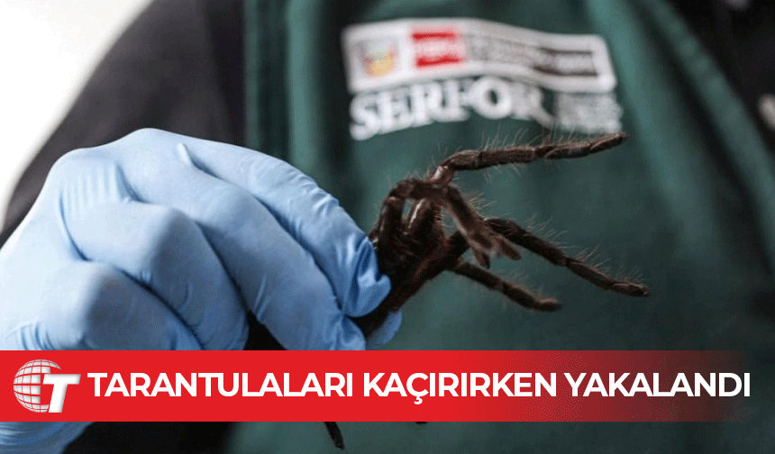 Yüzlerce tarantulayla kaçmaya çalışırken, havalimanında yakalandı