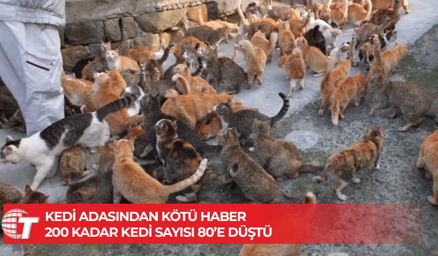 Kedi Adası'nda kalan kediler yaşlı, kör ya da hasta