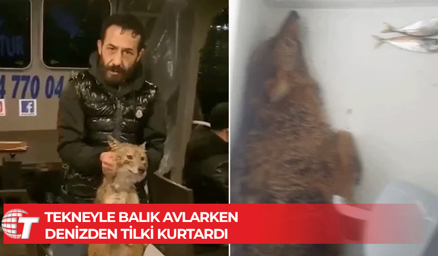 Denizde boğulmak üzere olan tilkiyi balıkçılar kurtardı