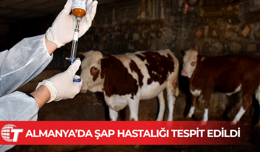 Almanya'da 35 yıl sonra görülen şap hastalığı endişeye neden oldu