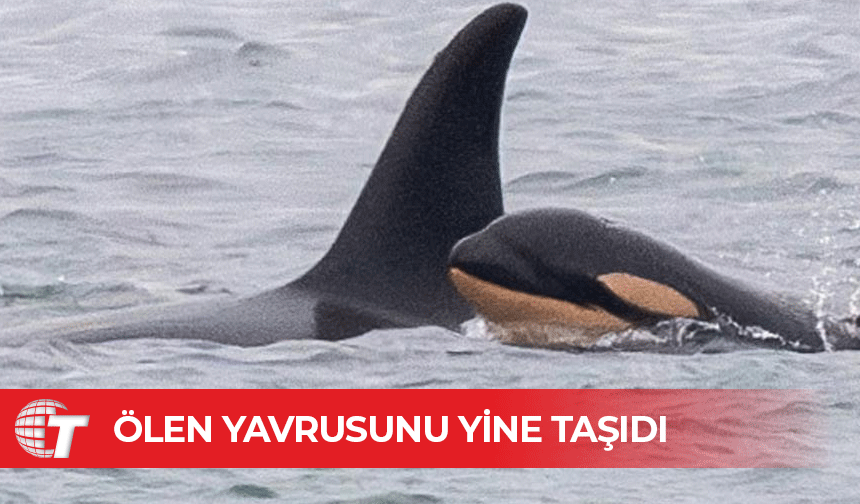 Ölen yavrusunu taşıyan yaslı balina, yine ölü yavrusuyla görüldü