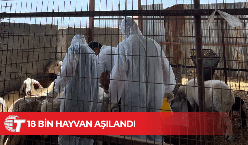 Veteriner Dairesi’nden çiçek hastalığına karşı aşılama seferberliği