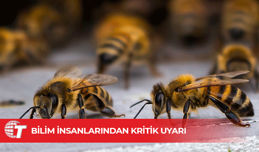 Savaş ve mikroplastikler arıları tehdit ediyor