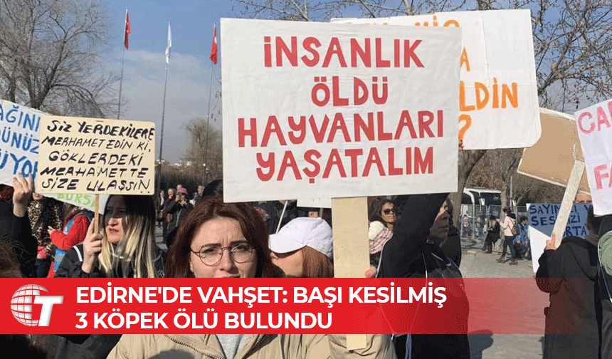 Edirne'de su dolu çukurda başı kesilmiş üç köpek bulundu
