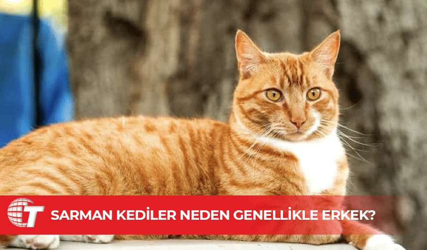 Bilimsel keşif: sarman kedilerin rengi tek x kromozomuna bağlı