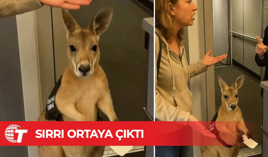 Sosyal medyada viral olan 'uçağa alınmayan kanguru' videosunun sırrı ortaya çıktı