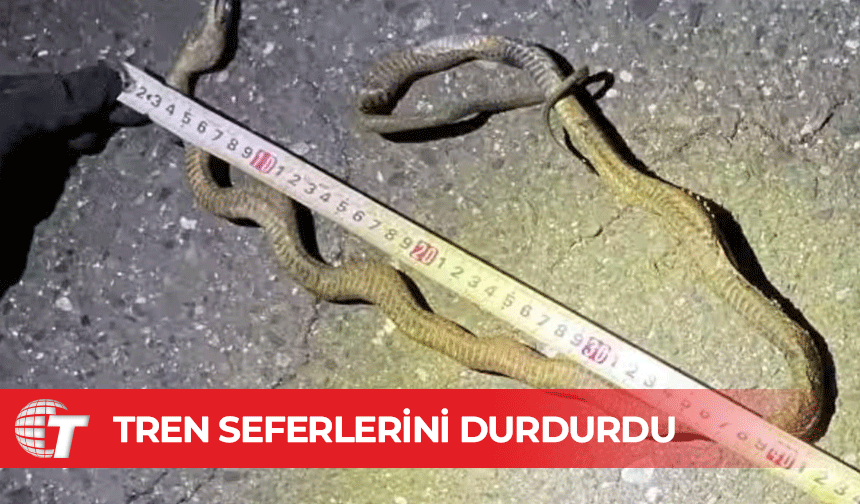 Japonya’da bir yılan, en yoğun hızlı tren seferlerini durdurdu