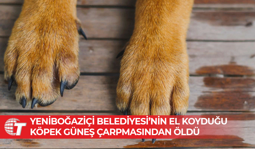 Hayvan Hakları Örgütleri suç duyurusunda bulundu