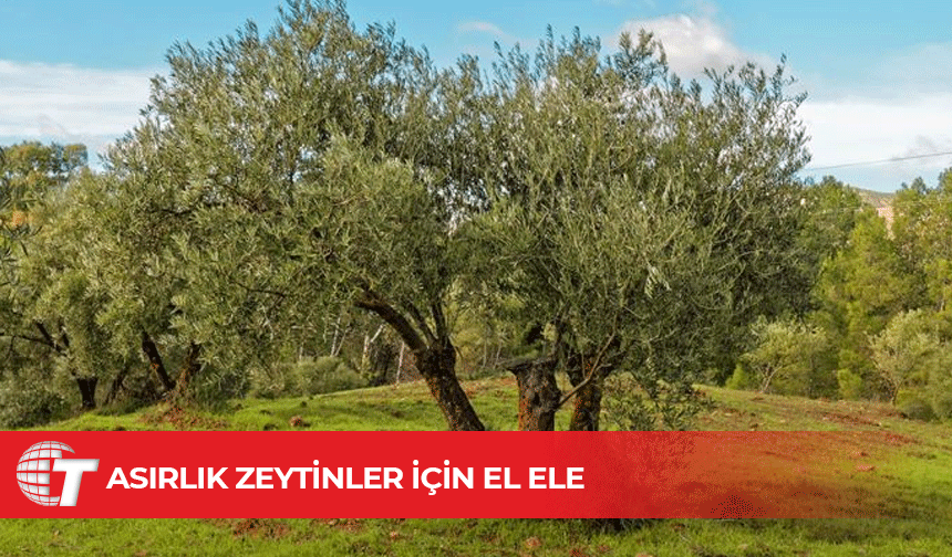 Kalkanlı Anıt Zeytin Ağaçları için 13 Haziran’da buluşuluyor