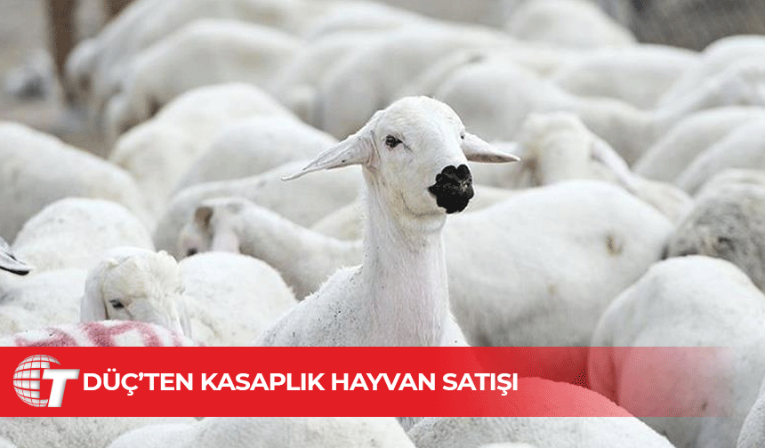 Kuzu, koyun ve oğlaklar ihaleyle alıcı bulacak