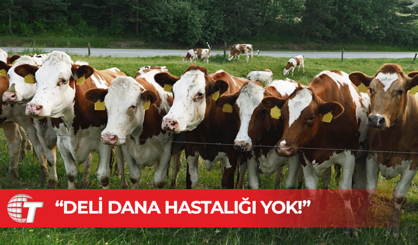 Güney Kıbrıs’ta ‘deli dana hastalığı’ yok