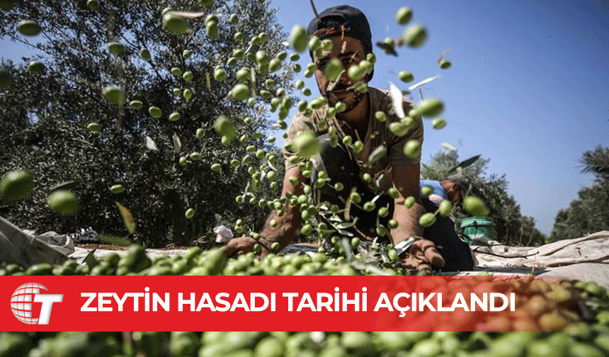 Gazimağusa ilçesi zeytin hasadı başlama tarihleri belirlendi