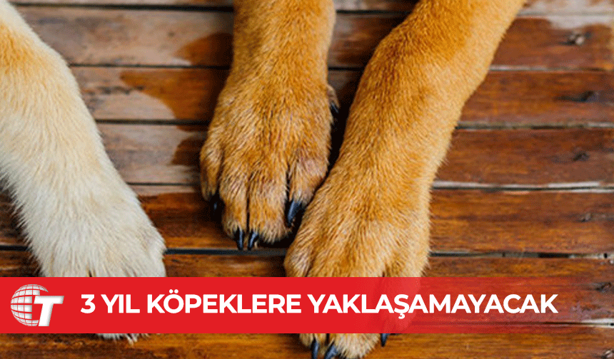 Güney Kıbrıs’ta yaşlı bir kadına köpeklere 3 yıl yaklaşmama cezası verildi!
