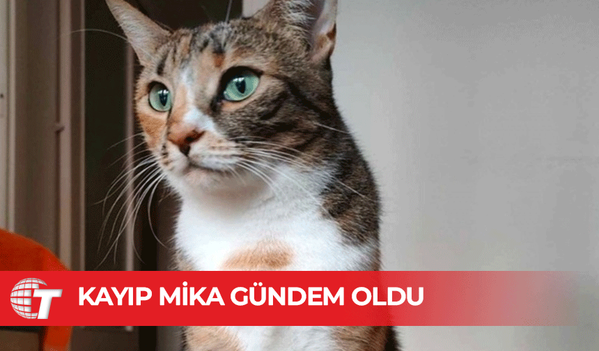 Larnaka Havalimanı’nda kaybolan Mika isimli kedi gündem oldu