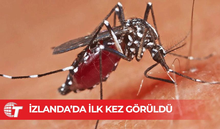 Dünyada sivrisineğin hiç görülmediği ülkede sivrisinek görüldü