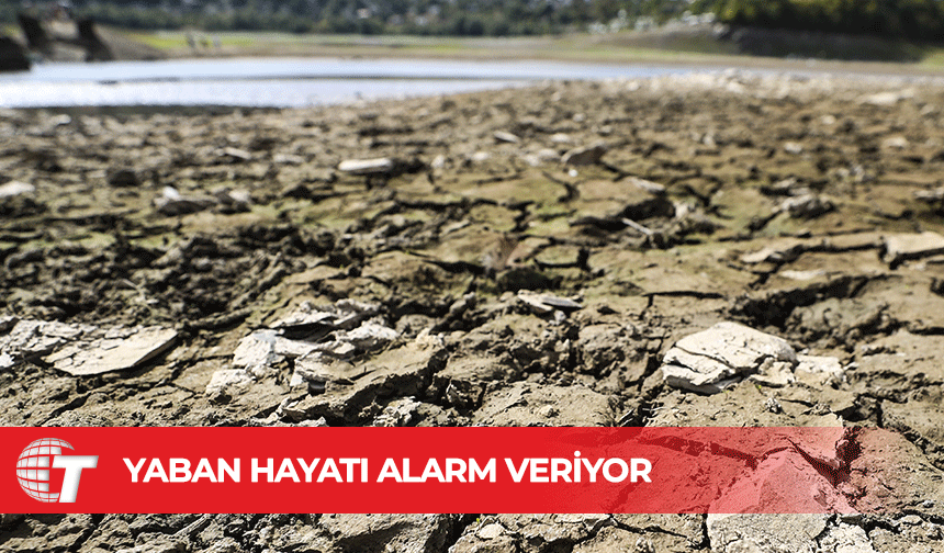 Yaban hayatı, su kaynaklarının azalmasına karşı alarm veriyor