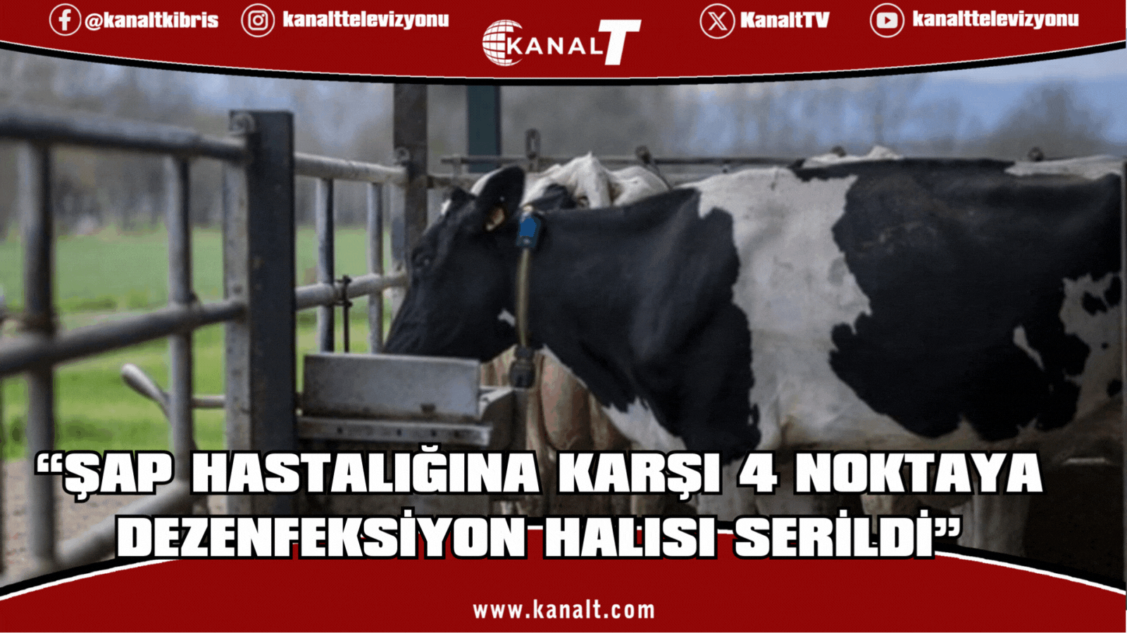 Değirmenlik Akıncılar Belediyesi: Şap hastalığına karşı 4 noktaya dezenfeksiyon halısı serildi