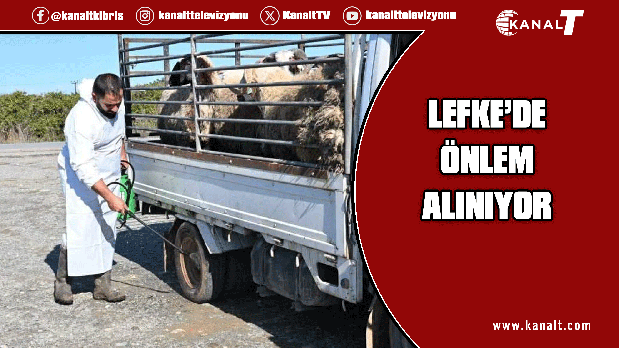 Lefke Belediyesi, şap hastalığına karşı dezenfeksiyon uygulaması başlattı