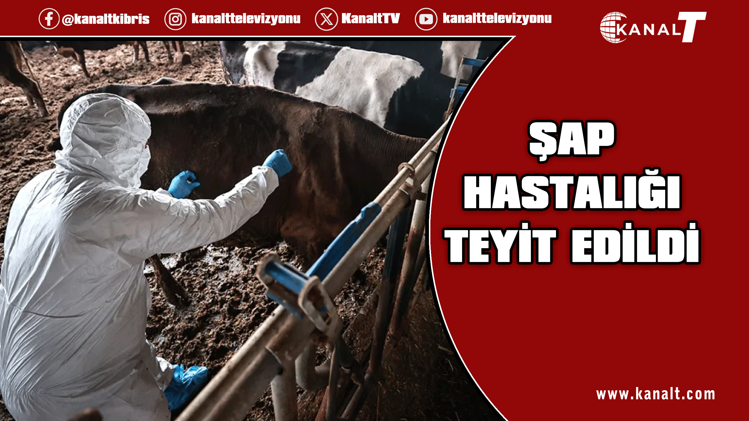 Tarım Bakanlığı: Şap hastalığı salgını teyit edildi, acil eylem planı yürürlükte