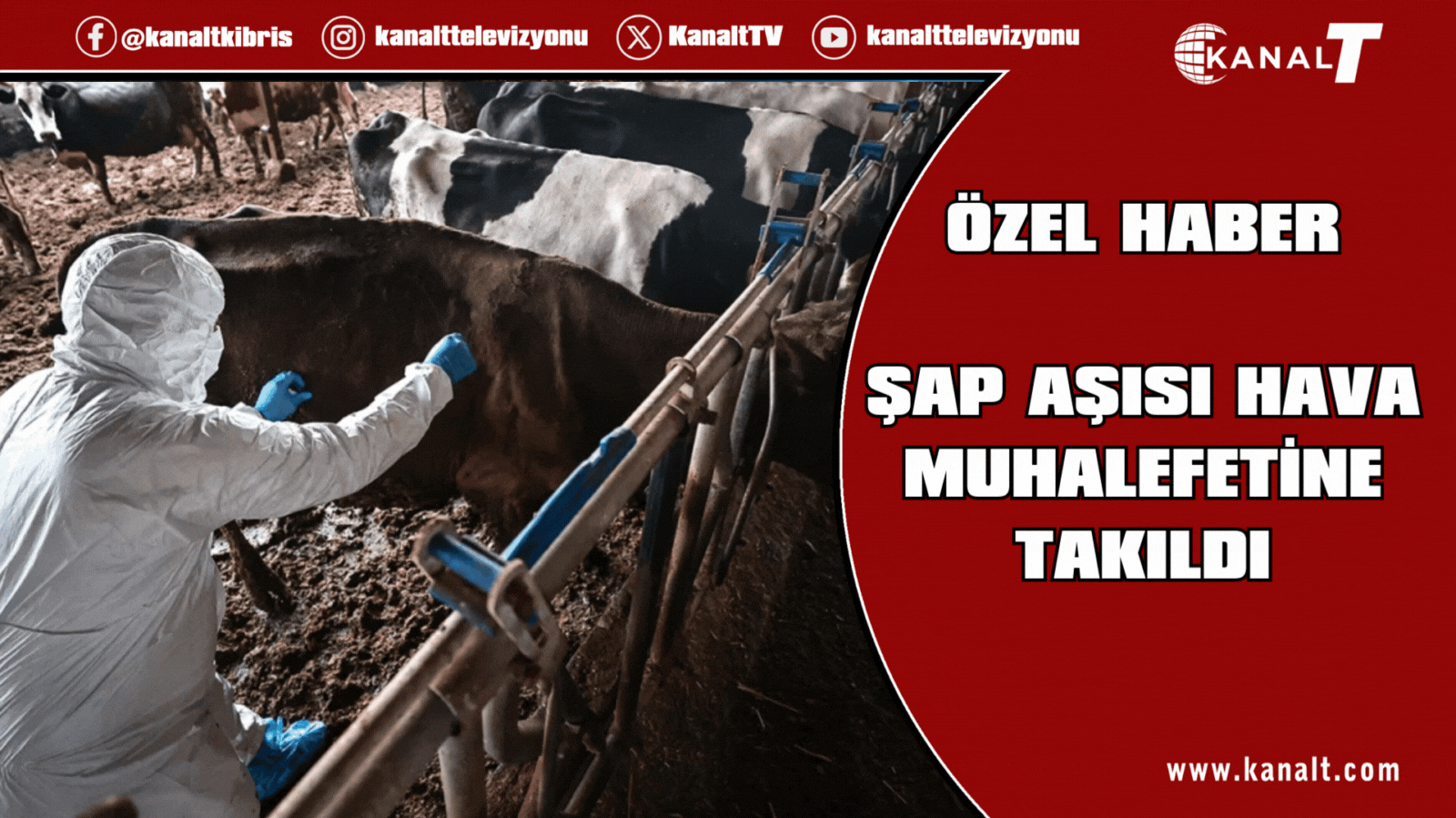 Şap Aşısı Hava Muhalefetine Takıldı: Aşılama Yarın Başlıyor