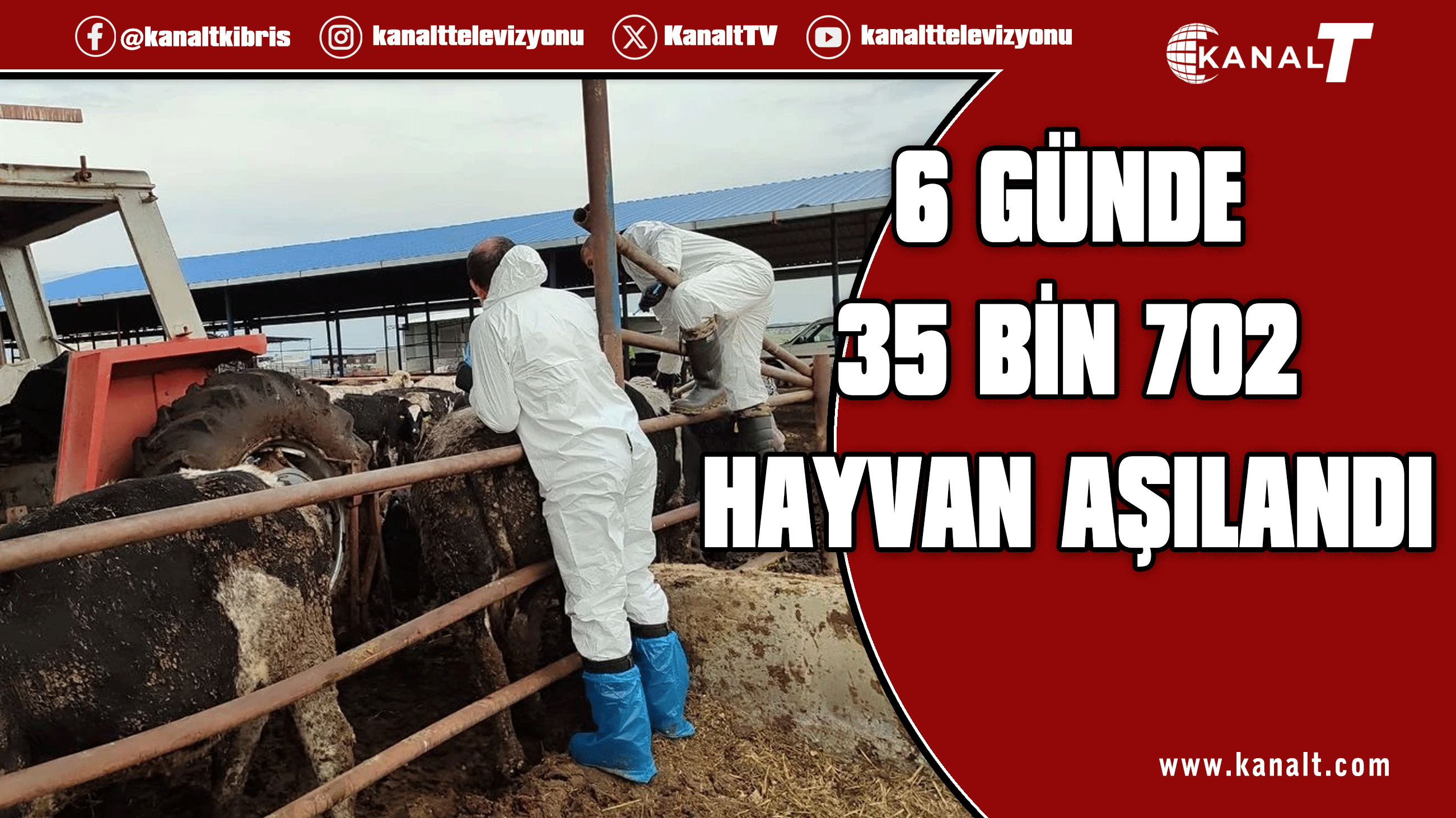 Veteriner Dairesi: Şap hastalığı ile mücadele kapsamında 6 günde 35 bin 702 hayvan aşılandı