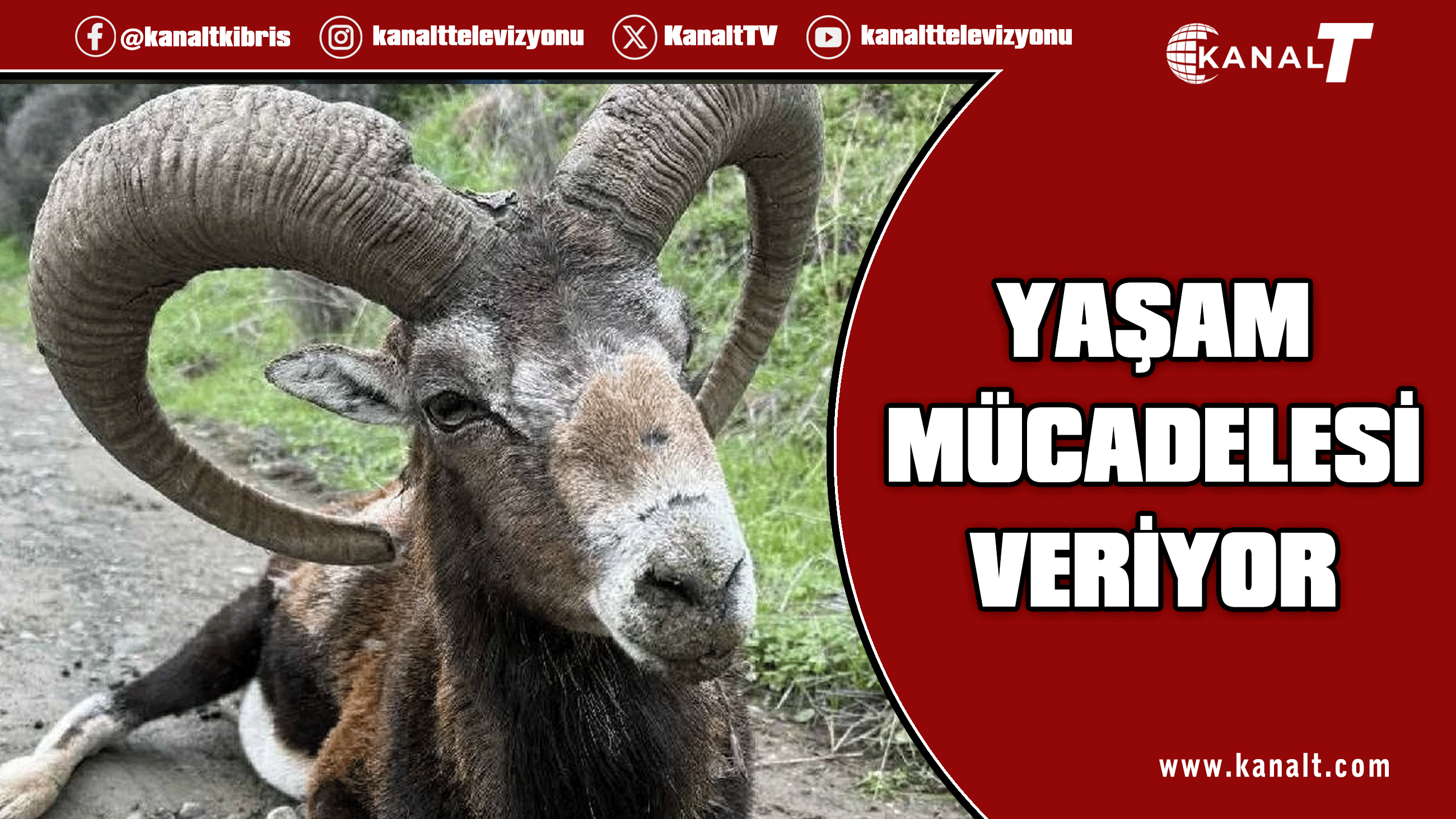 Yeşilırmak’ta bulunan yaşlı muflon yaşam mücadelesi veriyor